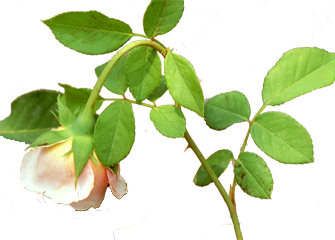 Rose in Drought
