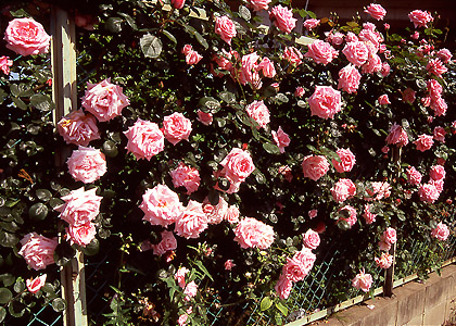 Rose Wall